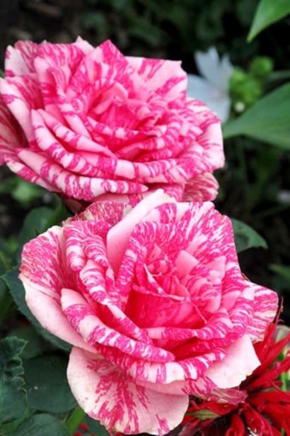 Троянда чайно-гібридна ‘Пінк Інтуішн’|Hybrid tea rose ‘Pink Intuition’|Роза чайно-гибридная ’Пинк Интуишн’ 